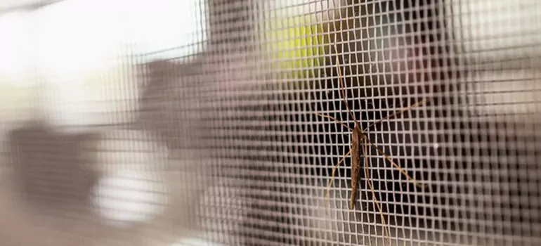 Repair Mosquito Mesh For Windows in Alafaya, FL